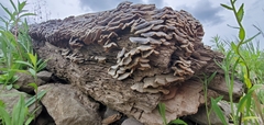 Trametes versicolor image