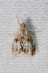 Dicymolomia grisea