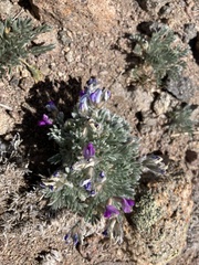 Oxytropis oreophila
