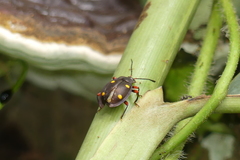 Eumorphus quadriguttatus