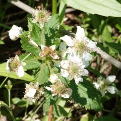 Rubus frondosus