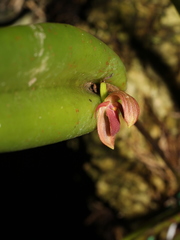 Pleurothallis grandilingua