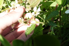 Rubus frondosus