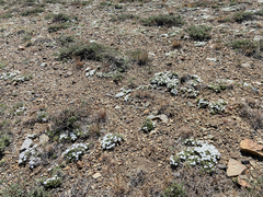 Phlox condensata