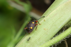 Eumorphus quadriguttatus