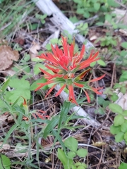 Castilleja pruinosa