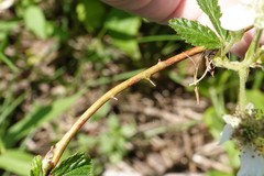 Rubus frondosus