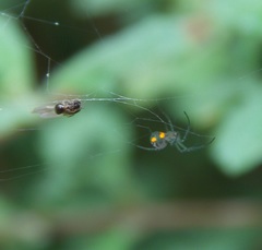 Leucauge regnyi
