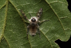 Furia ithacensis