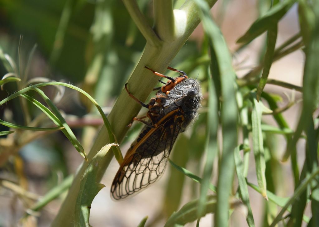 Okanagana magnifica