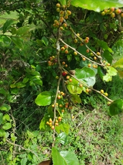 Magnoliopsida