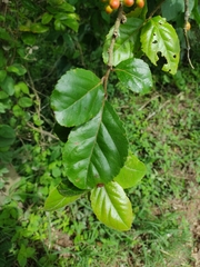 Magnoliopsida