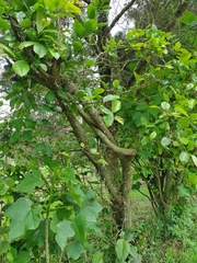 Magnoliopsida