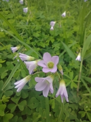 Oxalis