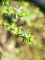 Veronica verna