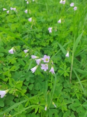 Oxalis