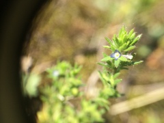 Veronica verna