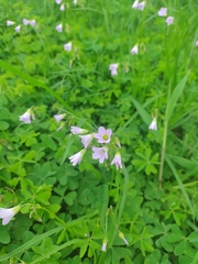Oxalis