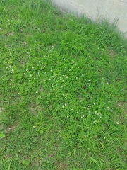 Oxalis