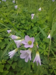 Oxalis