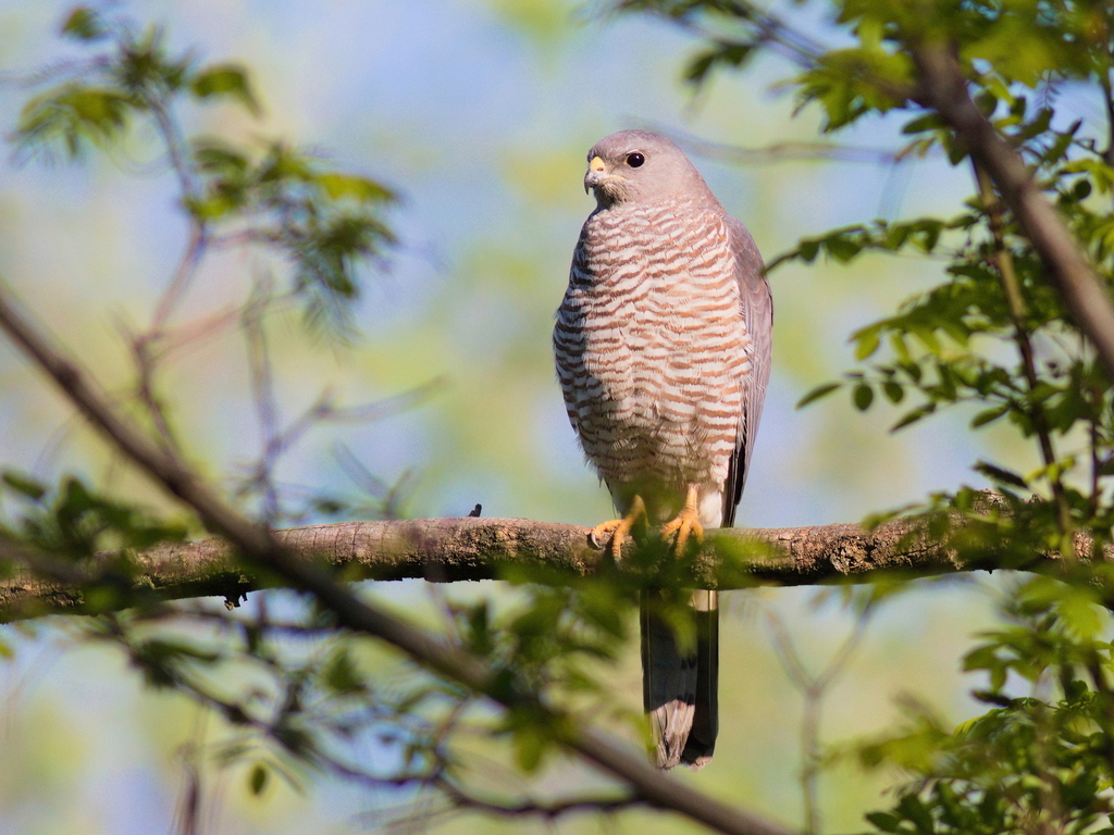 Levant Sparrowhawk photo