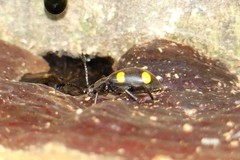 Eumorphus quadriguttatus