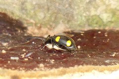 Eumorphus quadriguttatus