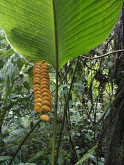 Calathea crotalifera image