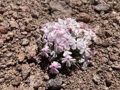 Phlox austromontana