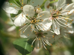 Prunus susquehanae