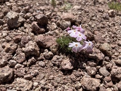 Phlox austromontana