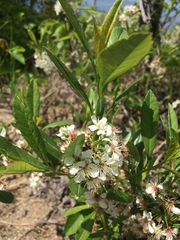 Prunus susquehanae
