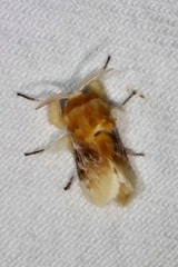 Megalopyge opercularis