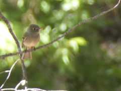 Empidonax affinis