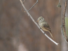 Empidonax affinis