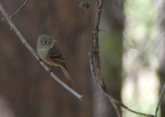 Empidonax affinis