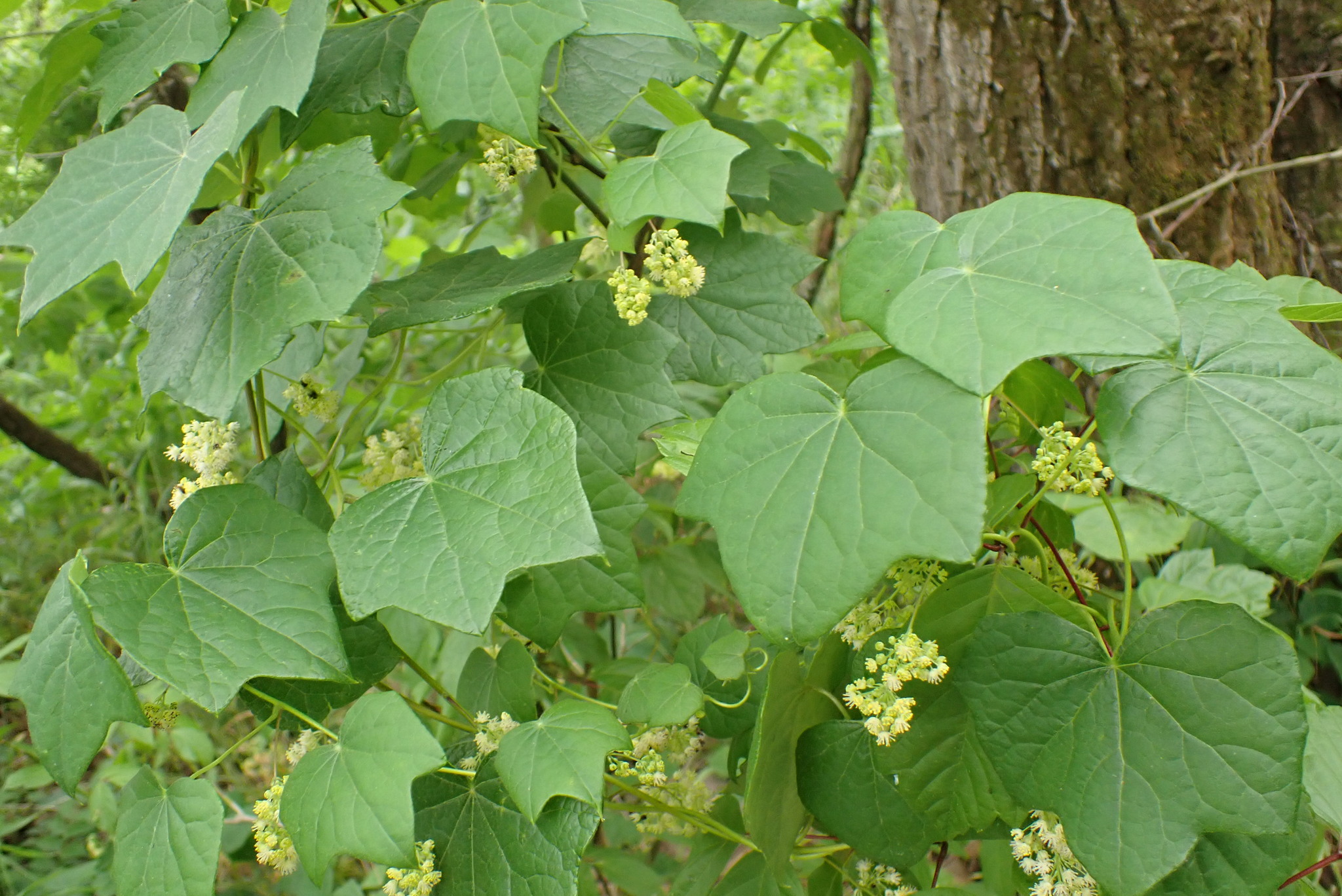 Menispermum canadense