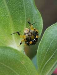 Chinavia marginata