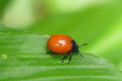 Humba cyanicollis