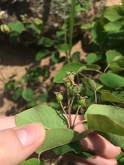 Amelanchier humilis
