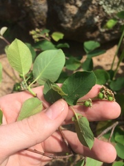 Amelanchier humilis