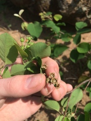 Amelanchier humilis