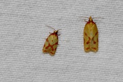 Sparganothis sulfureana