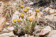 Erigeron aphanactis congestus