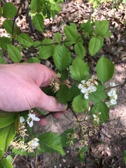 Crataegus flabellata