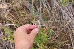 Stachys stebbinsii
