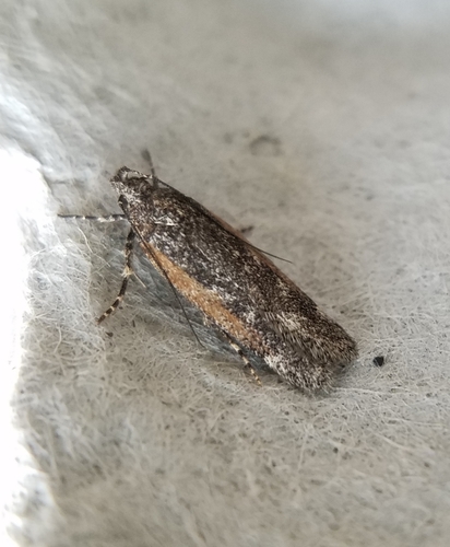 Filatima serotinella