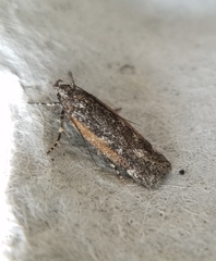 Filatima serotinella