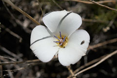 Calochortus invenustus