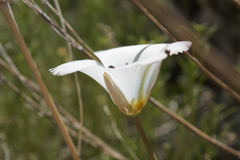 Calochortus invenustus